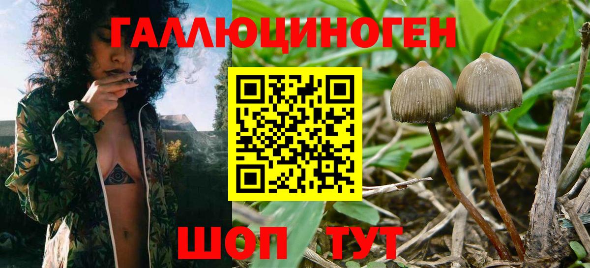 Саяногорск  Галлюциногенные грибы ЛСД  Вход с VPN 