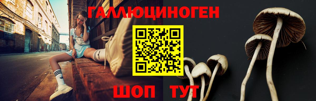 Галлюциногенные грибы Psilocybe Саяногорск